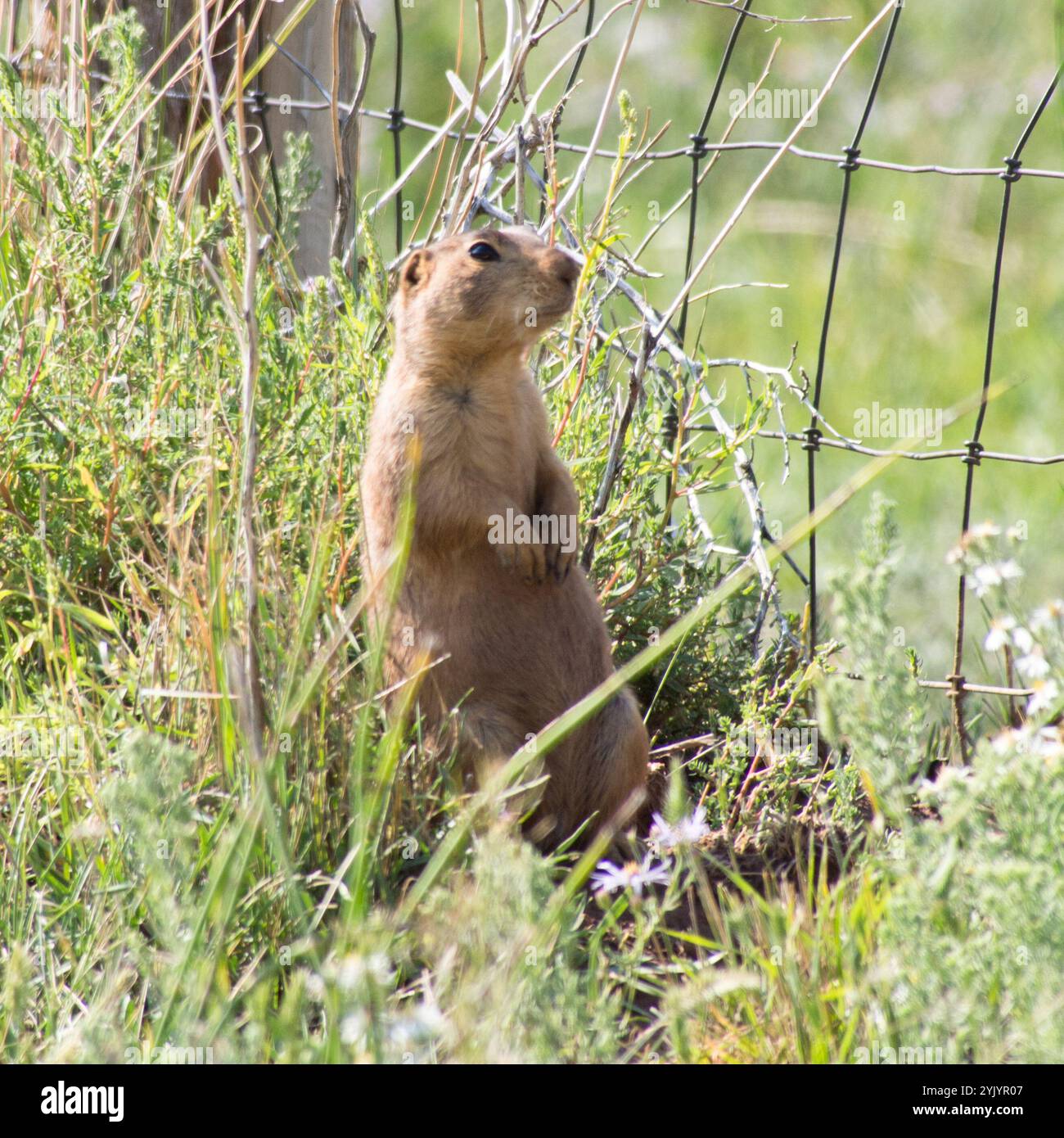 Gunnison's Prairie Dog (Cynomys gunnisoni) Stockfoto