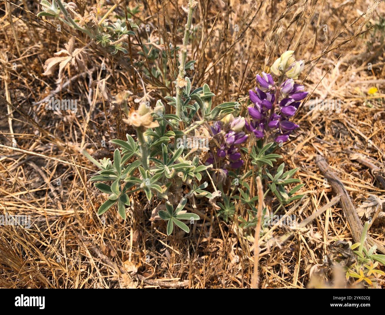 arroyo Lupine (Lupinus succulentus) Stockfoto