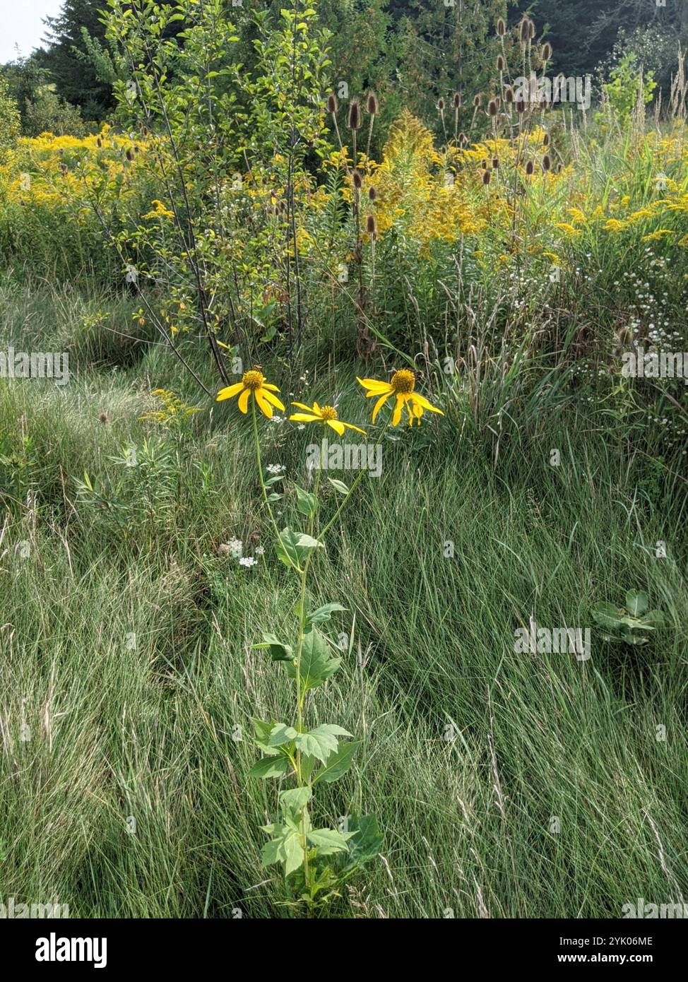 Steife Sonnenblume (Helianthus pauciflorus) Stockfoto