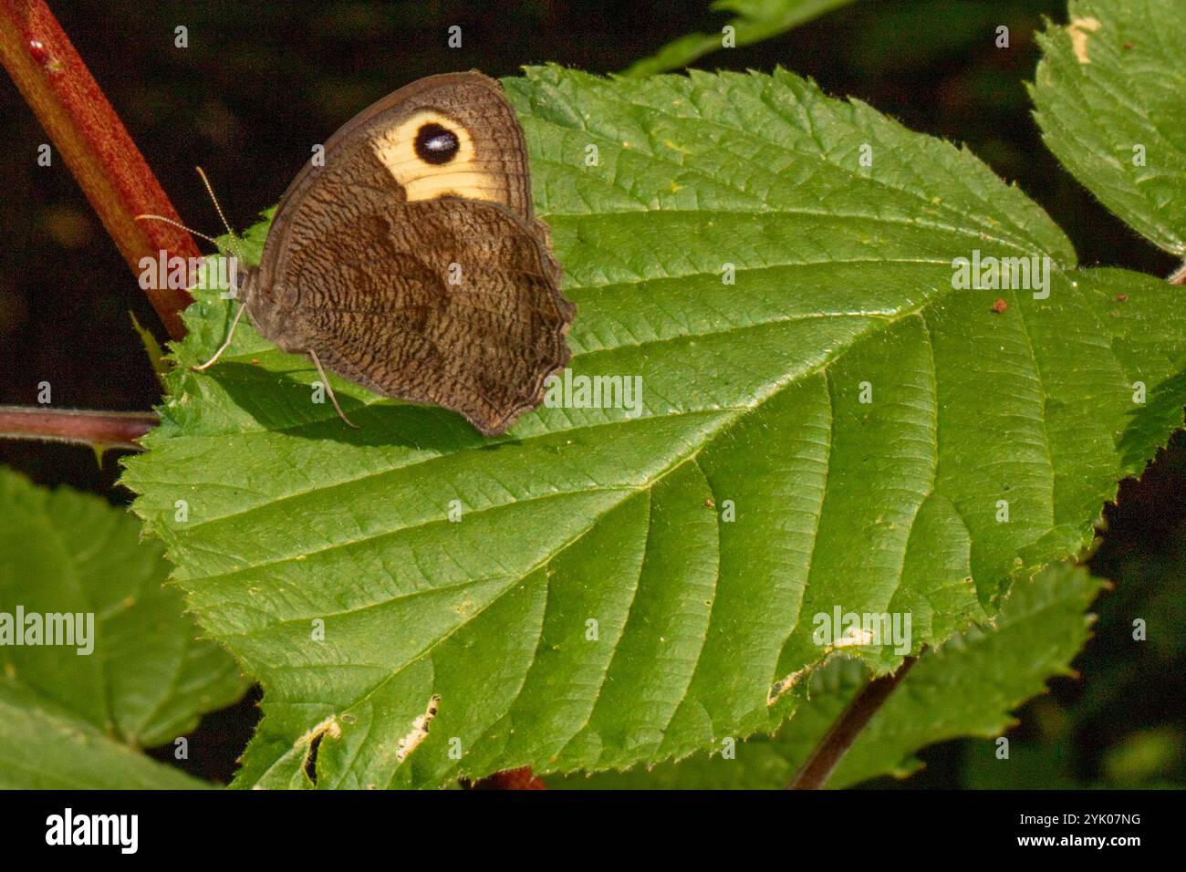 Gemeine Wood-Nymphe (Cercyonis pegala) Stockfoto