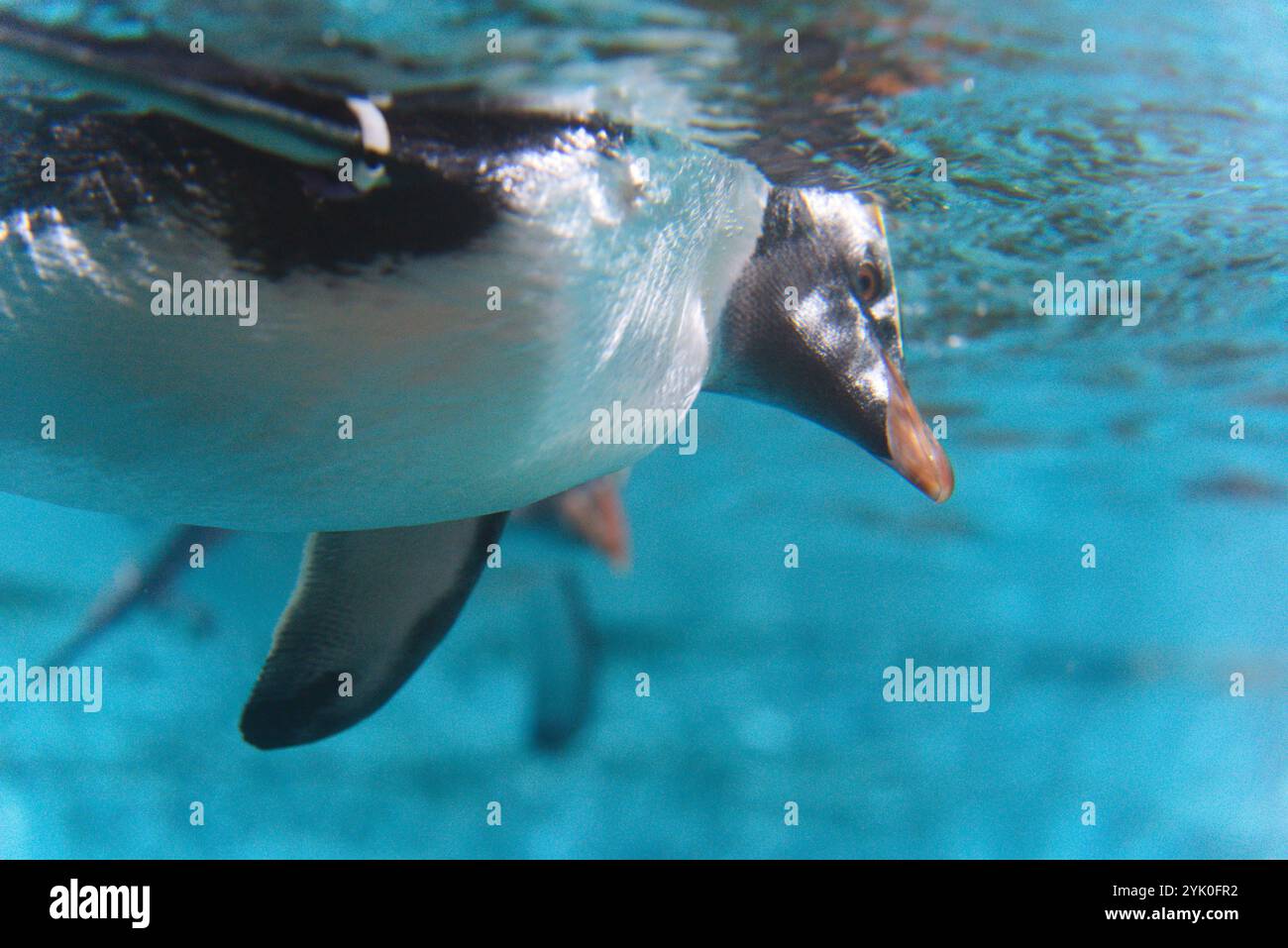 Grace in Motion: Nahaufnahme von Pinguinen, die unter Wasser schwimmen Stockfoto
