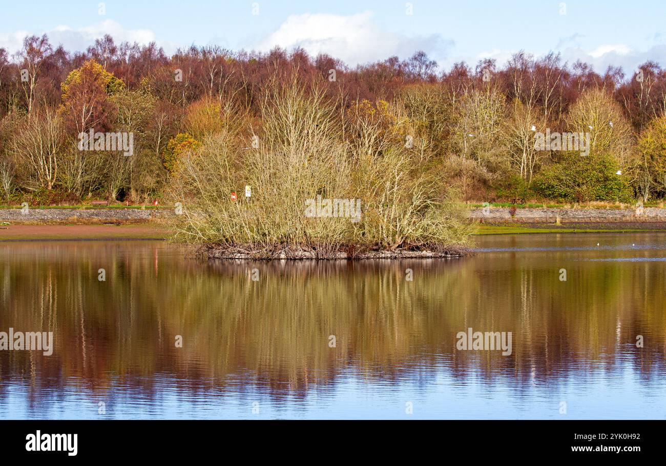 Dundee, Tayside, Schottland, Großbritannien. November 2024. Wetter in Großbritannien: Das sehr kühle Herbstwetter verstärkt die Pracht des Dundee Clatto Country Park. Trotz der niedrigen Temperaturen genießen einige Einheimische trotzdem einen samstags Spaziergang um den Park Teich. Quelle: Dundee Photographics/Alamy Live News Stockfoto