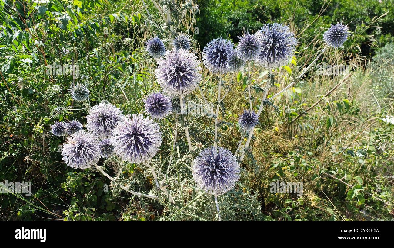 Blühende blaue Globus-Distelpflanze in der Natur. Stockfoto