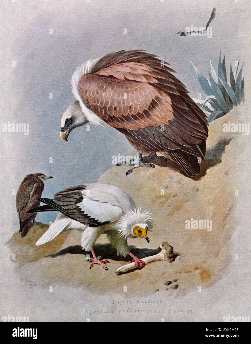 Griffongeier (Gyps fulvus) und ägyptischer Geier (Neophron percnopterus), Vintage Aquarellillustration aus dem Jahr 1915. Original des schottischen Künstlers Archibald Thorburn. Stockfoto