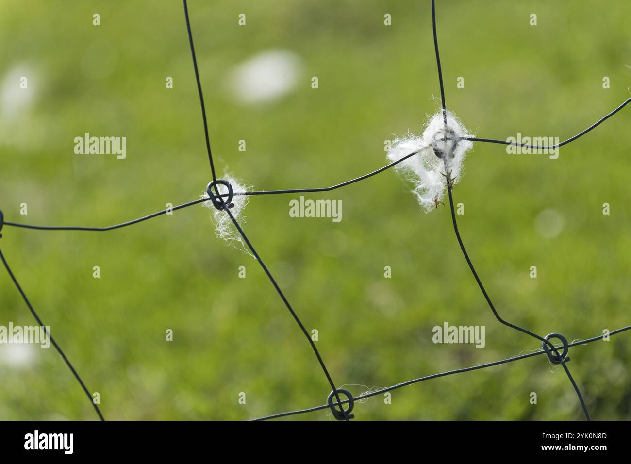 Schafwolle auf einem Zaun, Mykines, Utoyggjar, Färöer, Dänemark, Europa Stockfoto