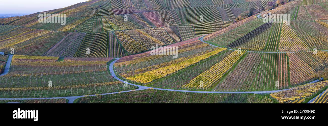 Herbstfarbene Weinberge im Stadtteil Untertuerkheim, Herbst in Stuttgart. Luftaufnahme. Baden-Württemberg, Deutschland, Europa Stockfoto