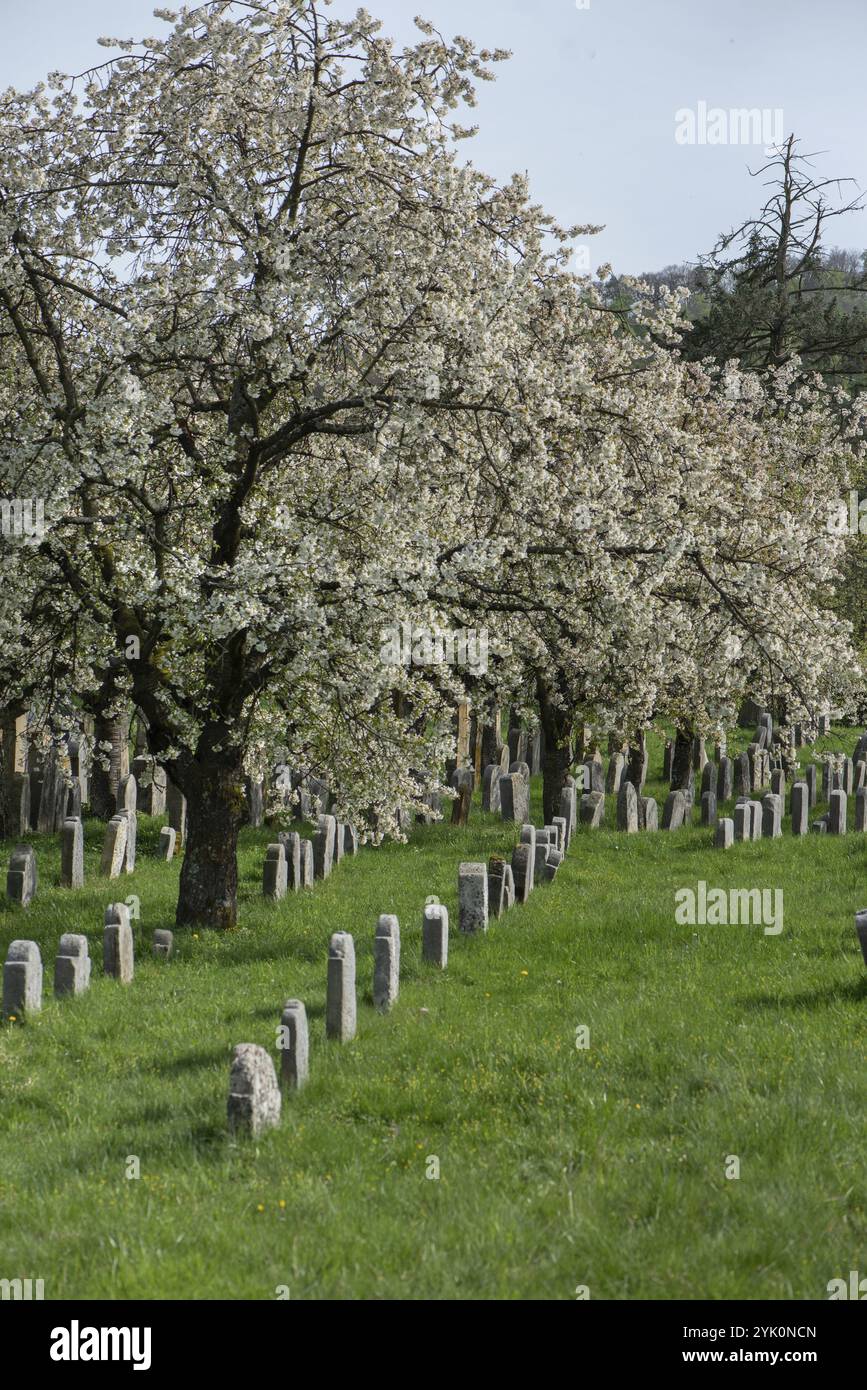 Blühende Kirschbäume (Prunus avium) auf dem Jüdischen Friedhof, angelegt 1734, letzte Beerdigung 1934, Hagenbach, Oberfranken, Bayern, Deutschland, Eur Stockfoto