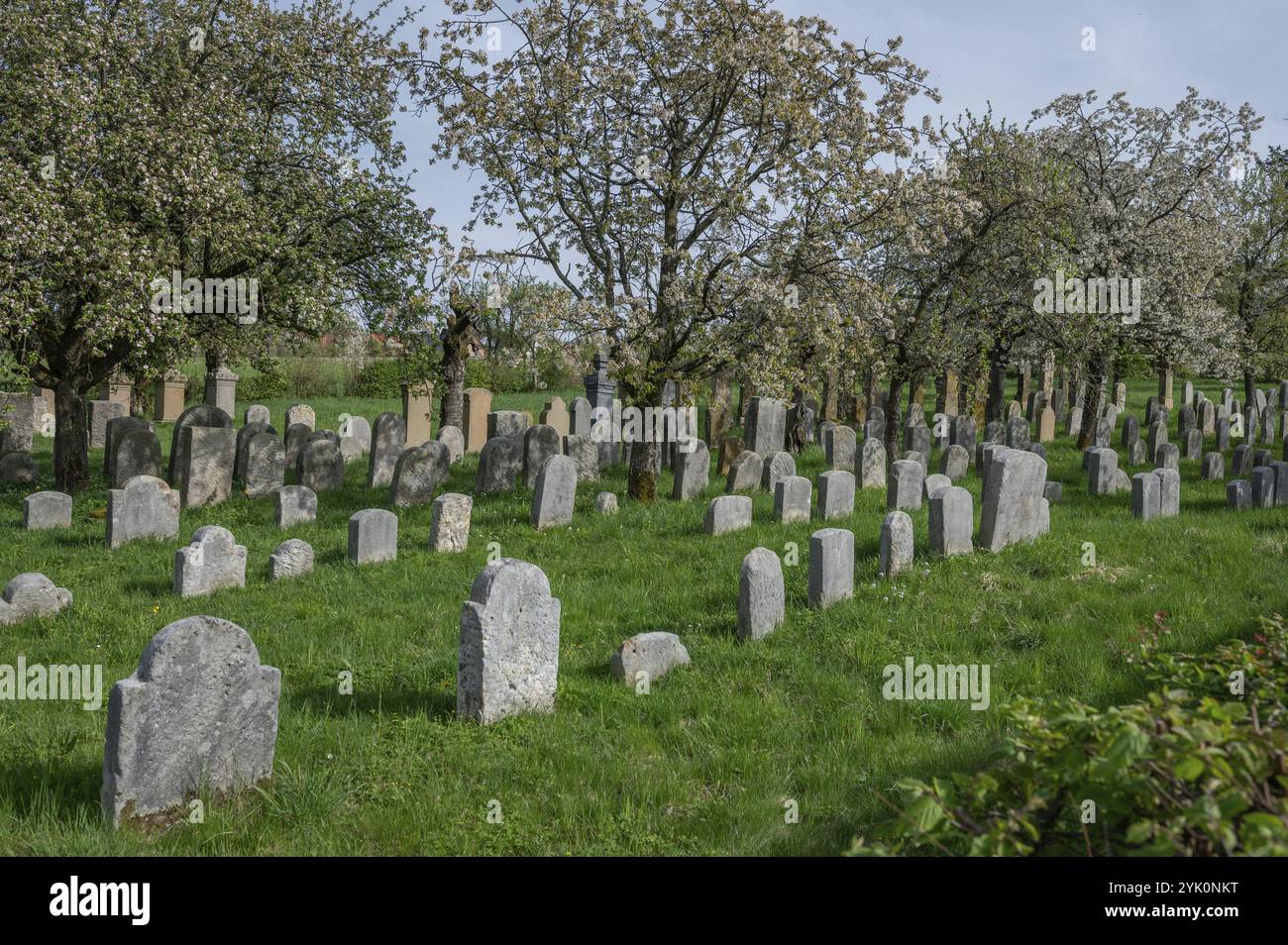 Blühende Kirschbäume (Prunus avium) auf dem Jüdischen Friedhof, angelegt 1734, letzte Beerdigung 1934, Hagenbach, Oberfranken, Bayern, Deutschland, Eur Stockfoto