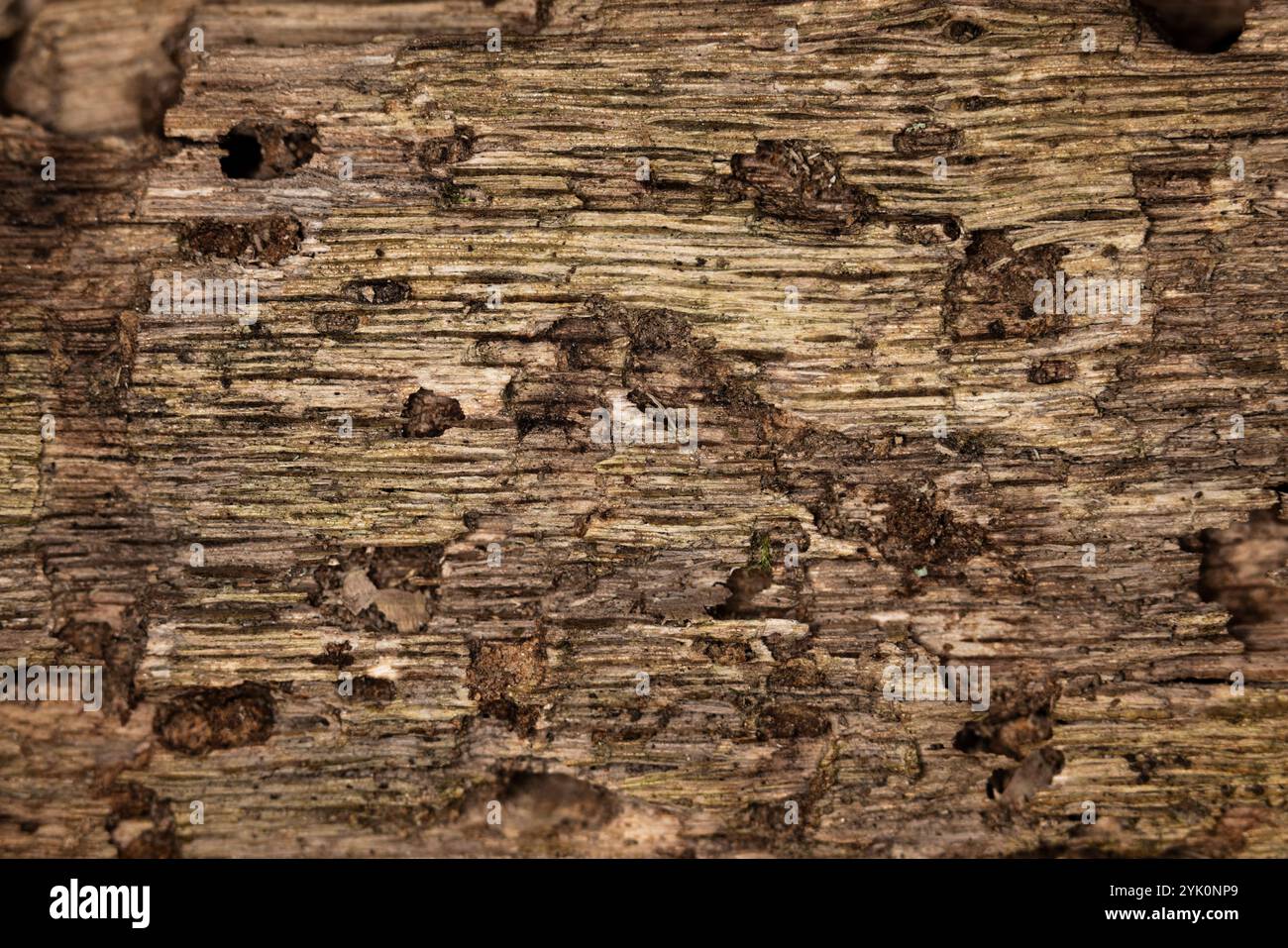 Nahaufnahme der Textur der Holzmaserung auf einem mit Insektenloch gefüllten Baumstamm ohne Rinde, großartiges Hintergrundbild von Makroholzfasern Stockfoto