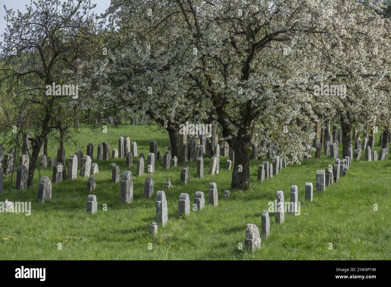Blühende Kirschbäume (Prunus avium) auf dem Jüdischen Friedhof, angelegt 1734, letzte Beerdigung 1934, Hagenbach, Oberfranken, Bayern, Deutschland, Eur Stockfoto