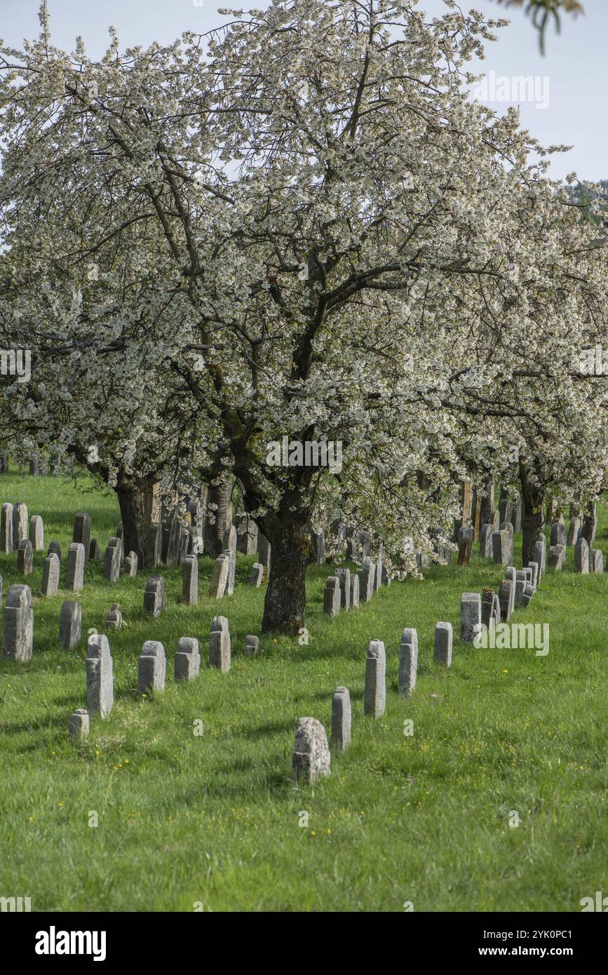 Blühende Kirschbäume (Prunus avium) auf dem Jüdischen Friedhof, angelegt 1734, letzte Beerdigung 1934, Hagenbach, Oberfranken, Bayern, Deutschland, Eur Stockfoto