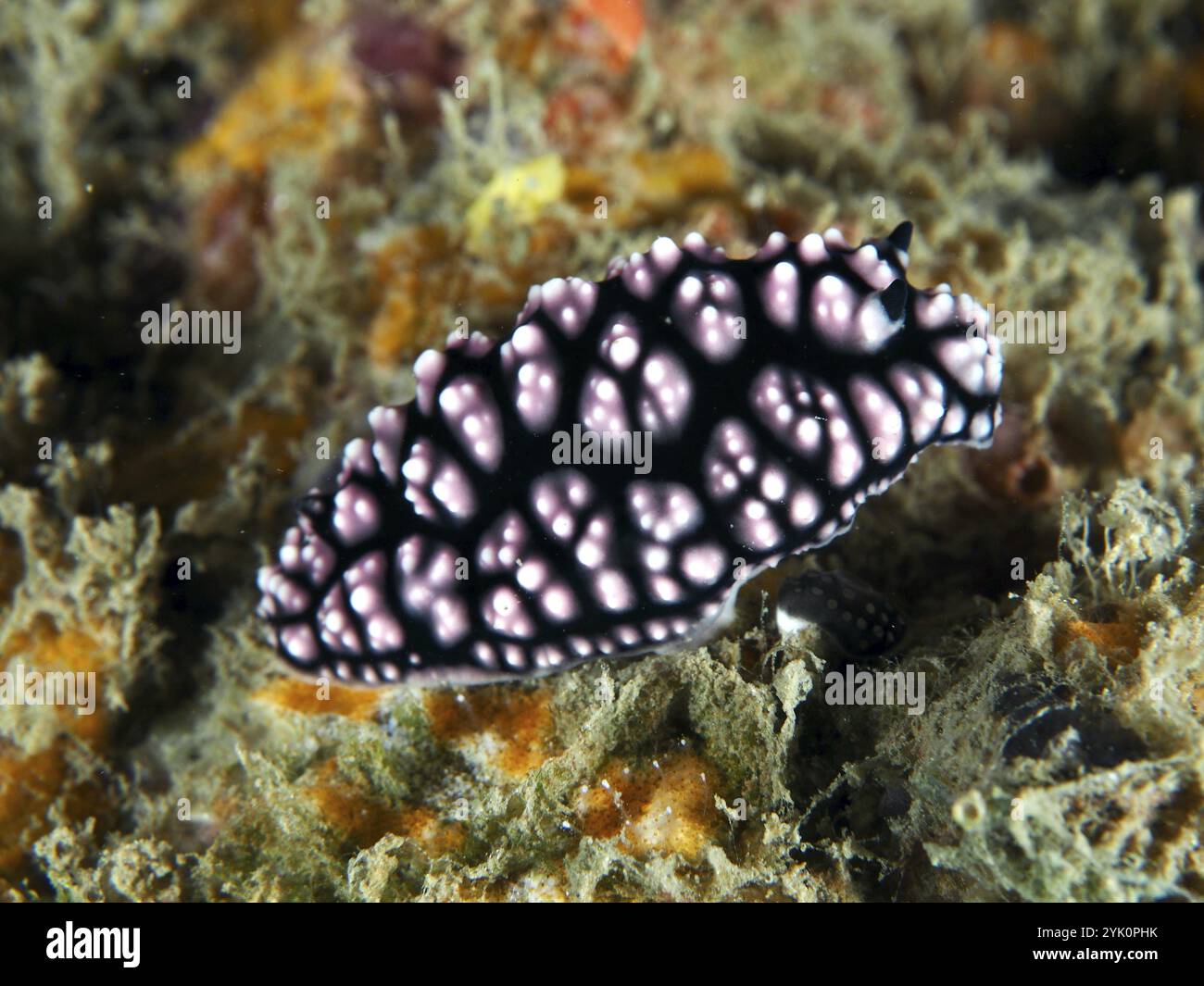 Schwarz-rosa Nacktschnecke mit auffälligem Muster, pustelige Warzenschnecke (Phyllidiella pustulosa), auf Unterwassergrund, Tauchplatz Gondol Reef, Gondol, Bali, Stockfoto