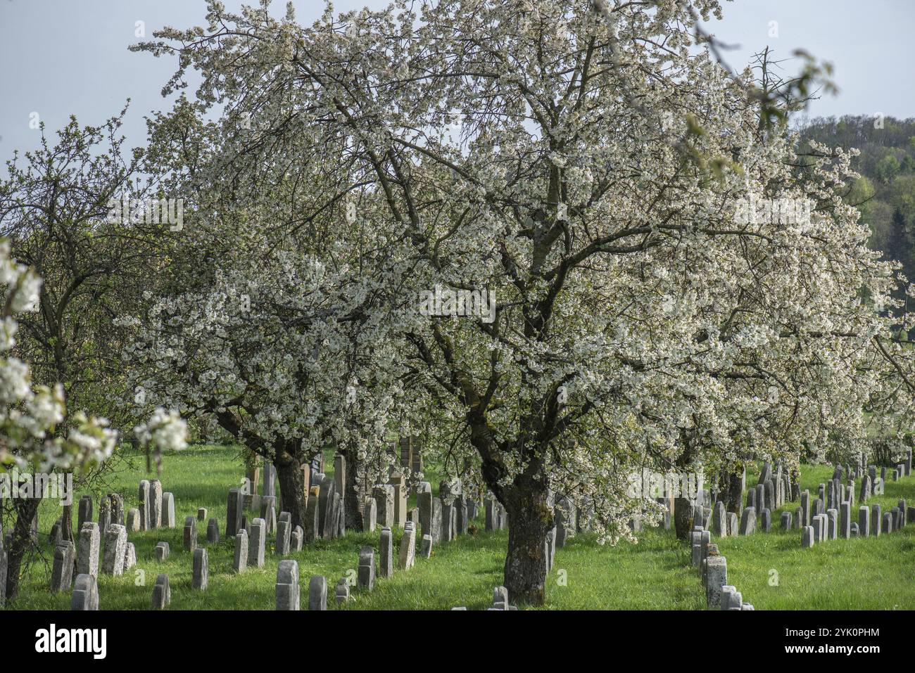 Blühende Kirschbäume (Prunus avium) auf dem Jüdischen Friedhof, angelegt 1734, letzte Beerdigung 1934, Hagenbach, Oberfranken, Bayern, Deutschland, Eur Stockfoto