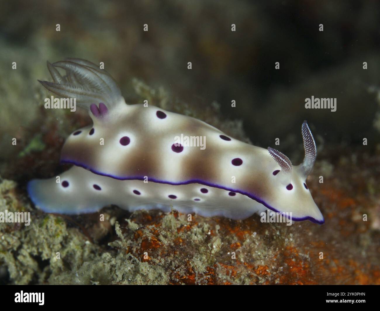 Gepunktete Nacktschnecke mit rotbraunen und weißen Farben, Sternschnecke (Hypselodoris tryoni), auf Substrat im Meer, Tauchplatz Gondol Reef, Gondol, Bali, in Stockfoto