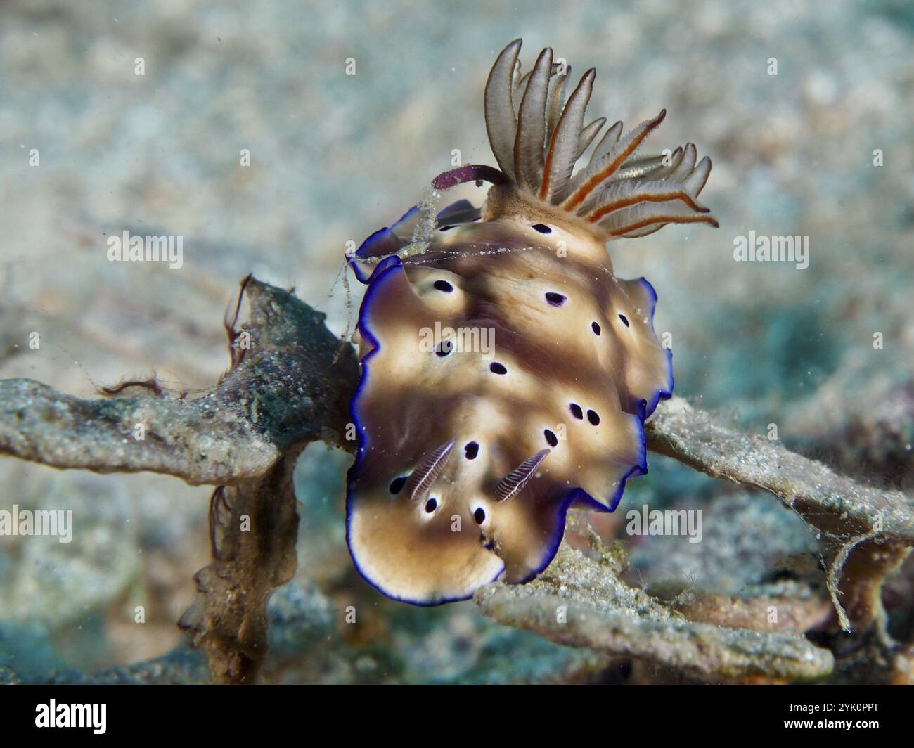 Brauner Nacktschnecke mit blauen Kanten, prächtige Sternschnecke (Hypselodoris tryoni), auf einer Koralle im Ozean, Tauchplatz Napoleon, Permuteran, Bali, Indones Stockfoto