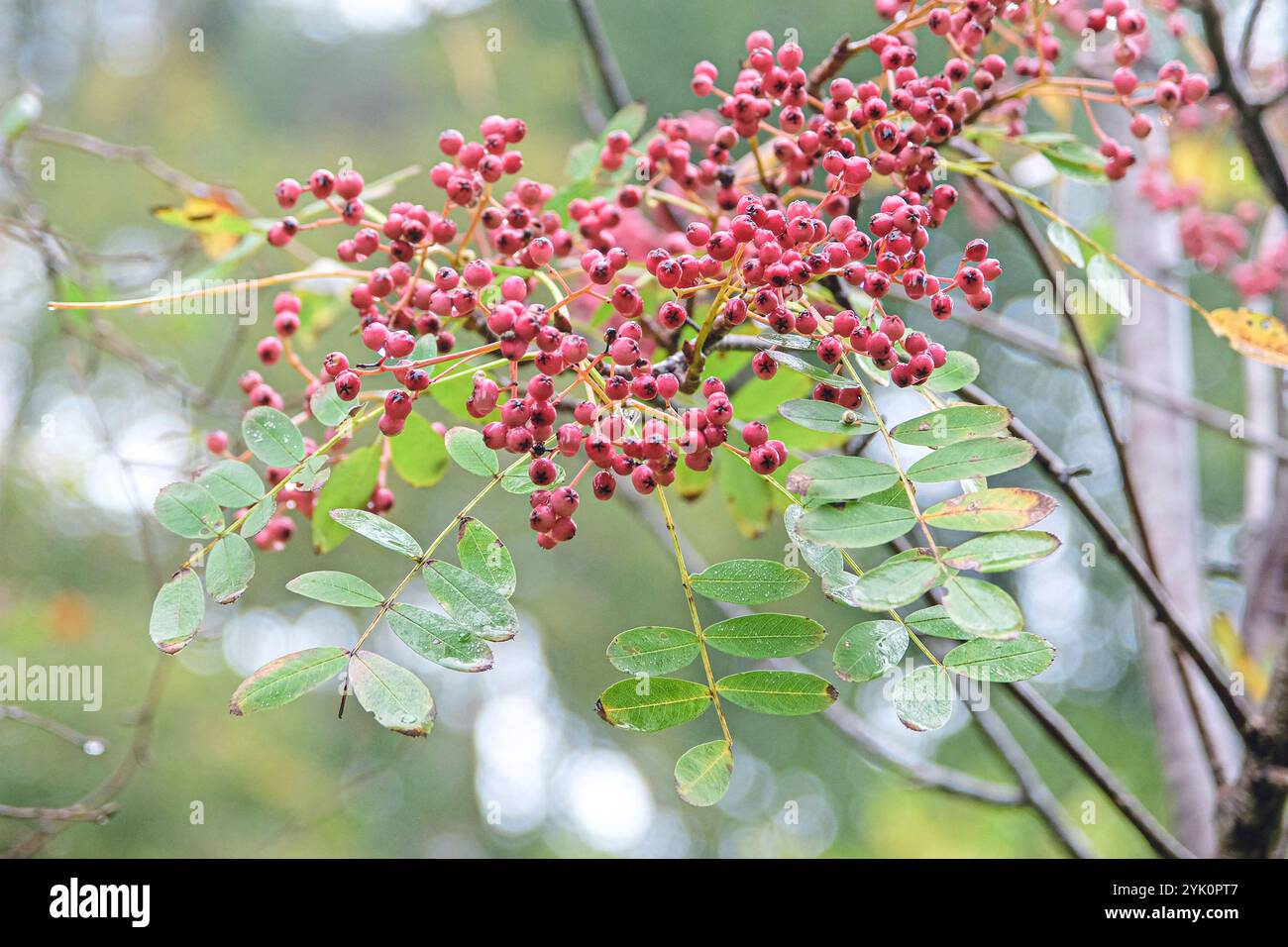 Die rosafarbenen Beeren der Sorbus hupehensis „Pink Pagoda“ oder Esche. Stockfoto