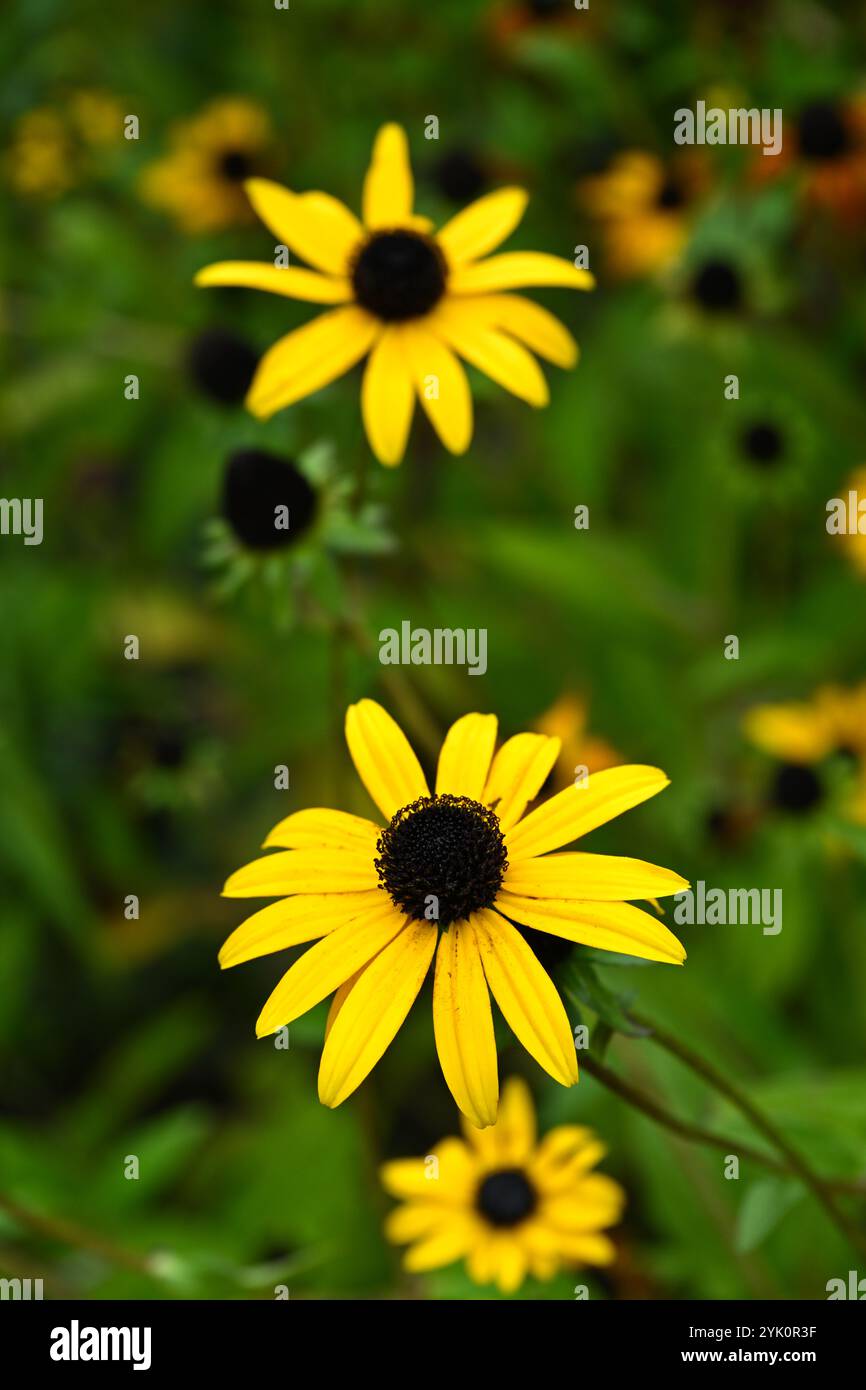 Leuchtend gelbe Herbstblumen von Rudbeckia missouriensis, auch bekannt als Missouri-Coneflower, blüht im Oktober in einem britischen Garten Stockfoto