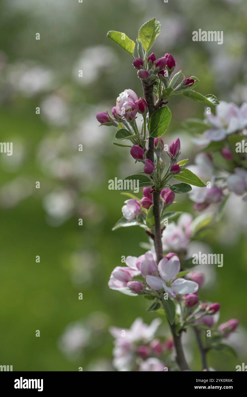 Apfelblütenzweig (Malus), Bayern, Deutschland, Europa Stockfoto