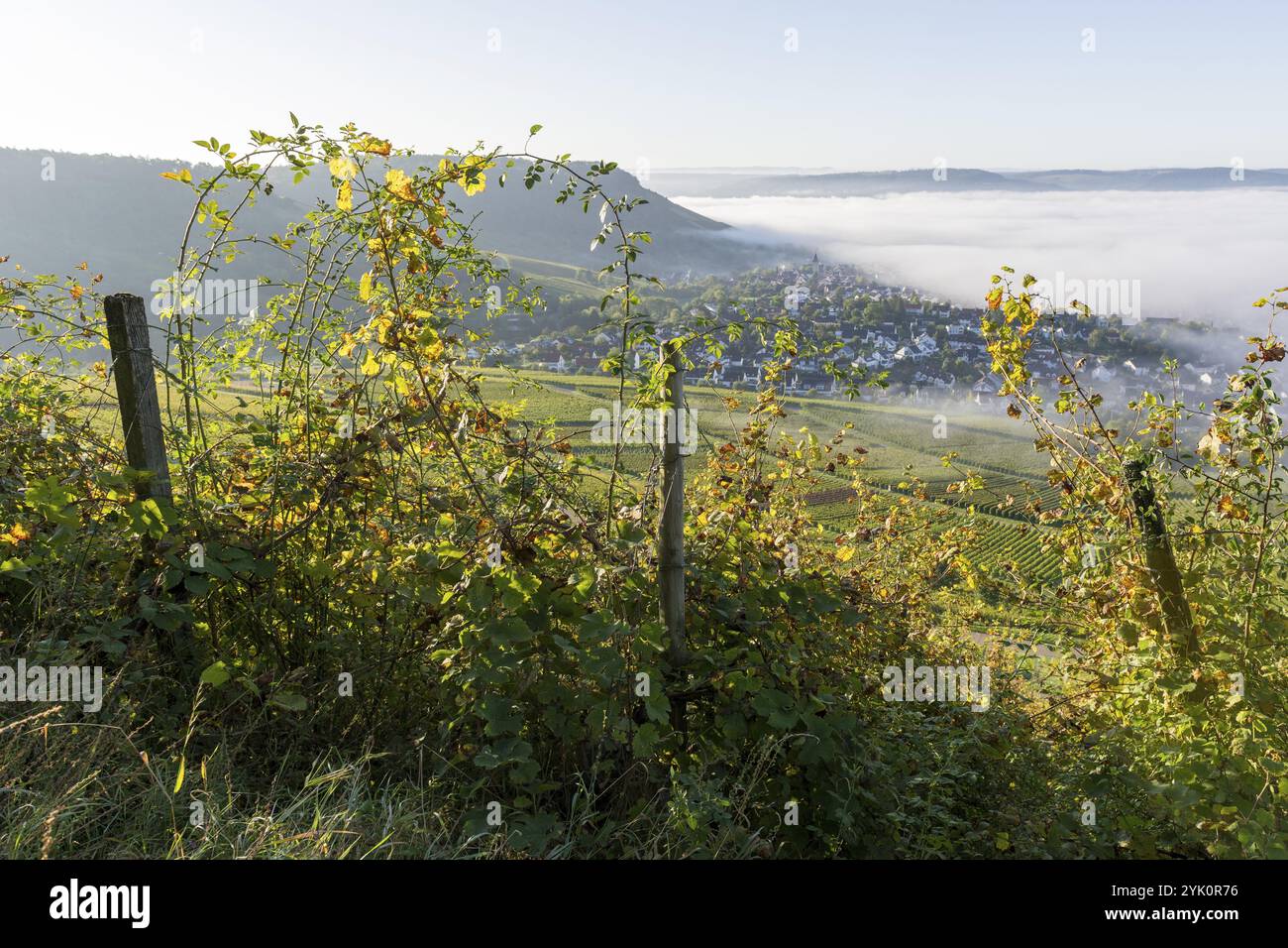 Ein bewachsener Weinberg mit Blick auf ein Dorf im Nebel, umgeben von Hügeln und beleuchtet von der Morgensonne, Bio-Weinberg, Korb-Steinreinac Stockfoto