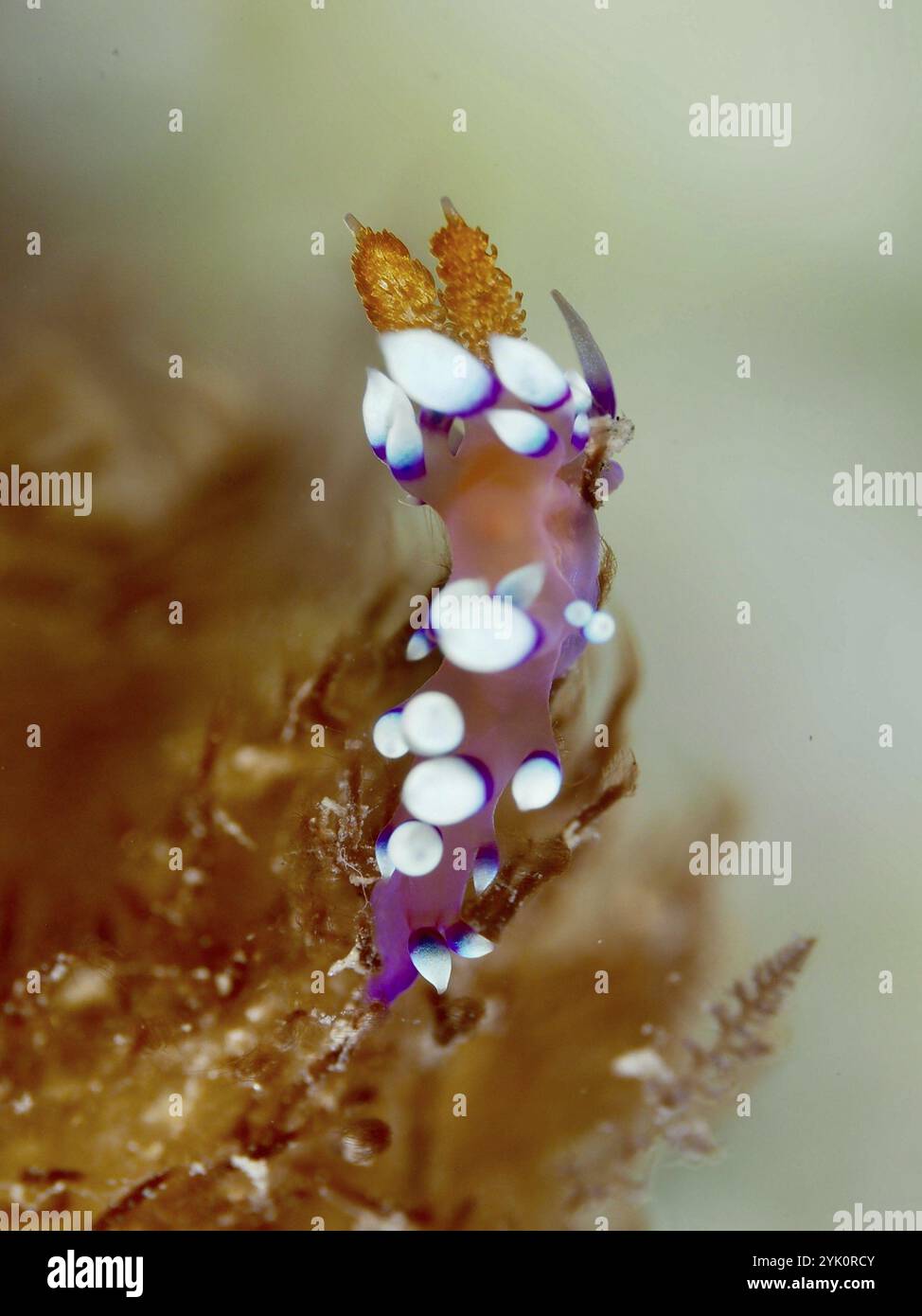 Nacktschnecke mit deutlichen weißen Punkten und violetten Details, Coryphellina mit weißem Spitze, Flabellina exoptata (Coryphellina exoptata), auf Wasserpflanze, Tauchen Stockfoto