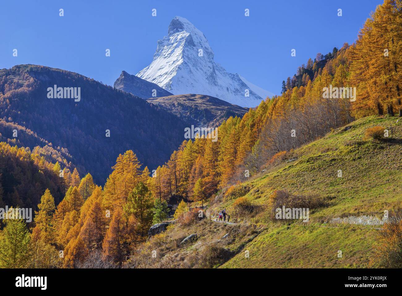 Herbstlandschaft mit Wanderweg und Matterhorn 4478m mit goldgelben Lärchen, Zermatt, Mattertal, Wallis, Schweiz, Europa Stockfoto