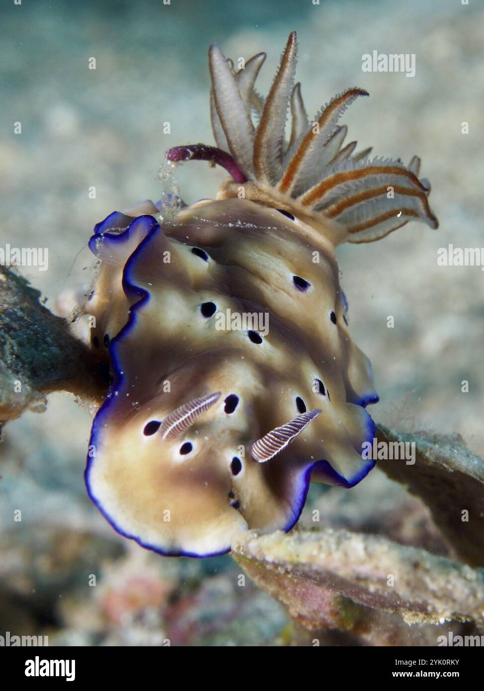 Nacktschnecke mit gewelltem blauen Rand und Punkten, herrliche Sternschnecke (Hypselodoris tryoni), in natürlicher Unterwasserumgebung, Tauchplatz Napoleon, Permuter Stockfoto