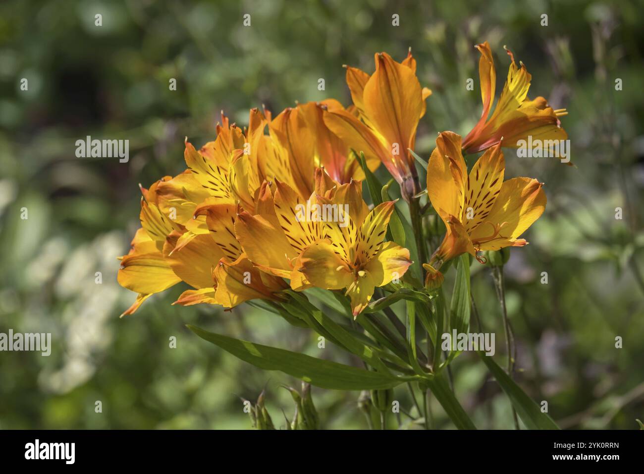 Inkalilien (Alstroemeria), Münsterland, Nordrhein-Westfalen, Deutschland, Europa Stockfoto