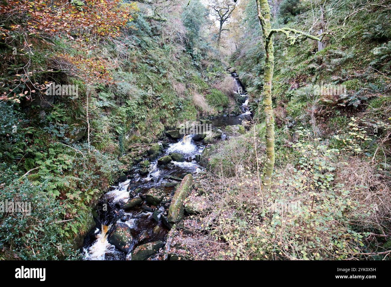 Owenrigh River soll die Heimat der letzten Schlange in irland sein banagher glen National Nature Reserve und Forest Park County londonderry Northern Irel Stockfoto