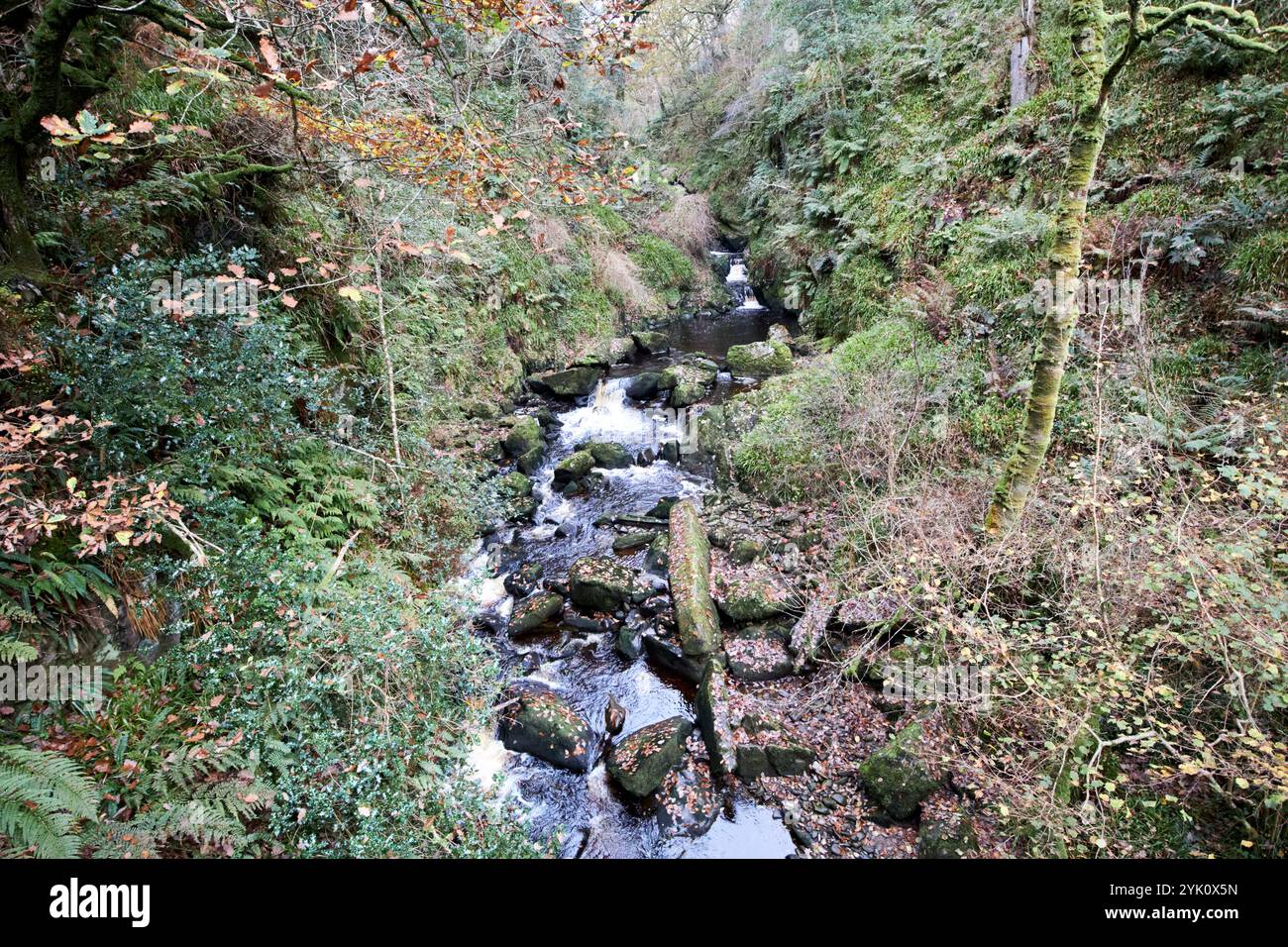 Owenrigh River soll die Heimat der letzten Schlange in irland sein banagher glen National Nature Reserve und Forest Park County londonderry Northern Irel Stockfoto