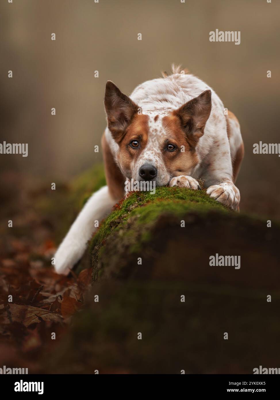 Australian Shepherd x Australian Cattle Dog Mix ist ein perfektes Hundemodell im Wald Stockfoto