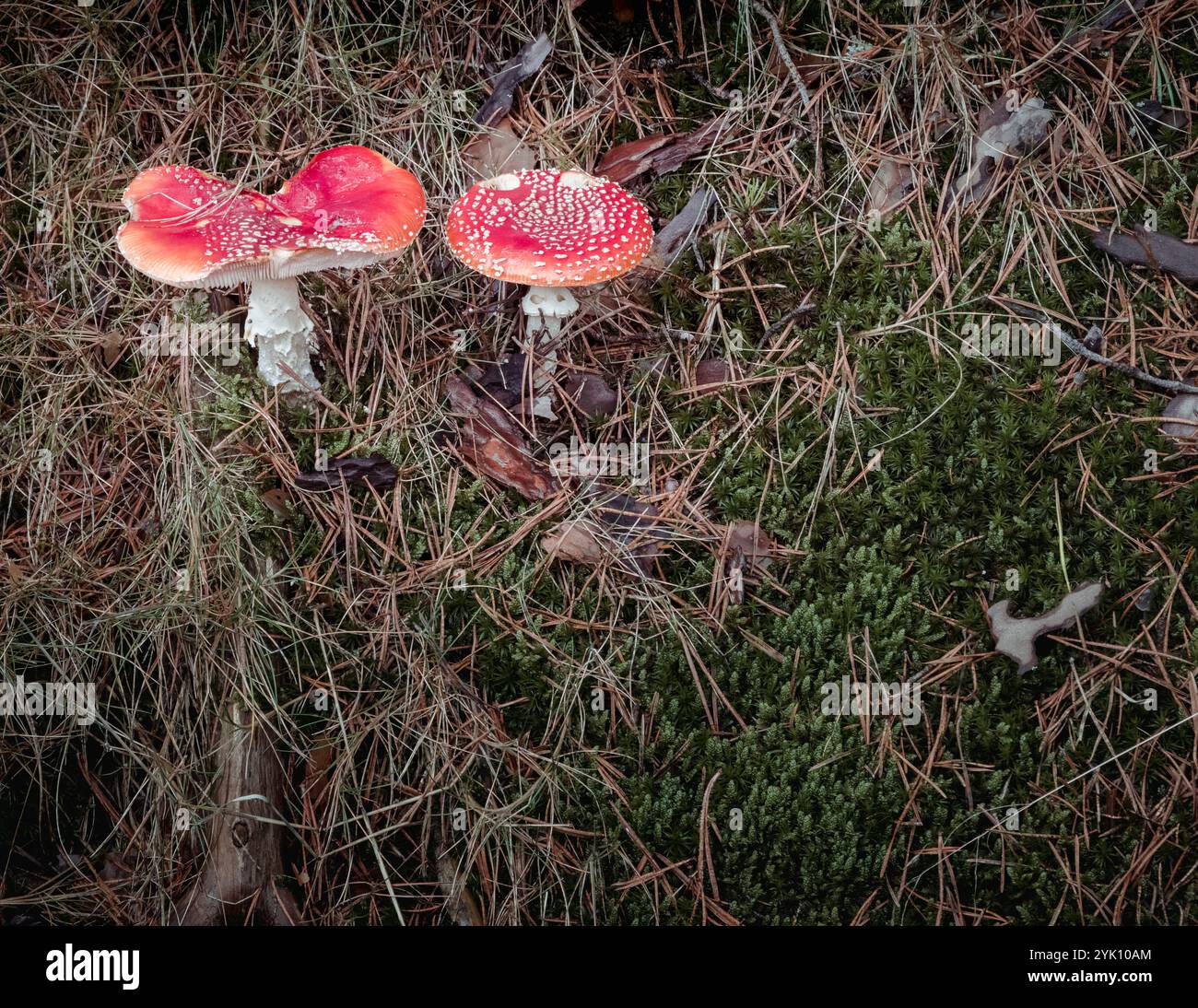 Laguna Negra, Spanien, 25. Oktober 2024: Amanita muscaria Pilze auf Waldboden Stockfoto