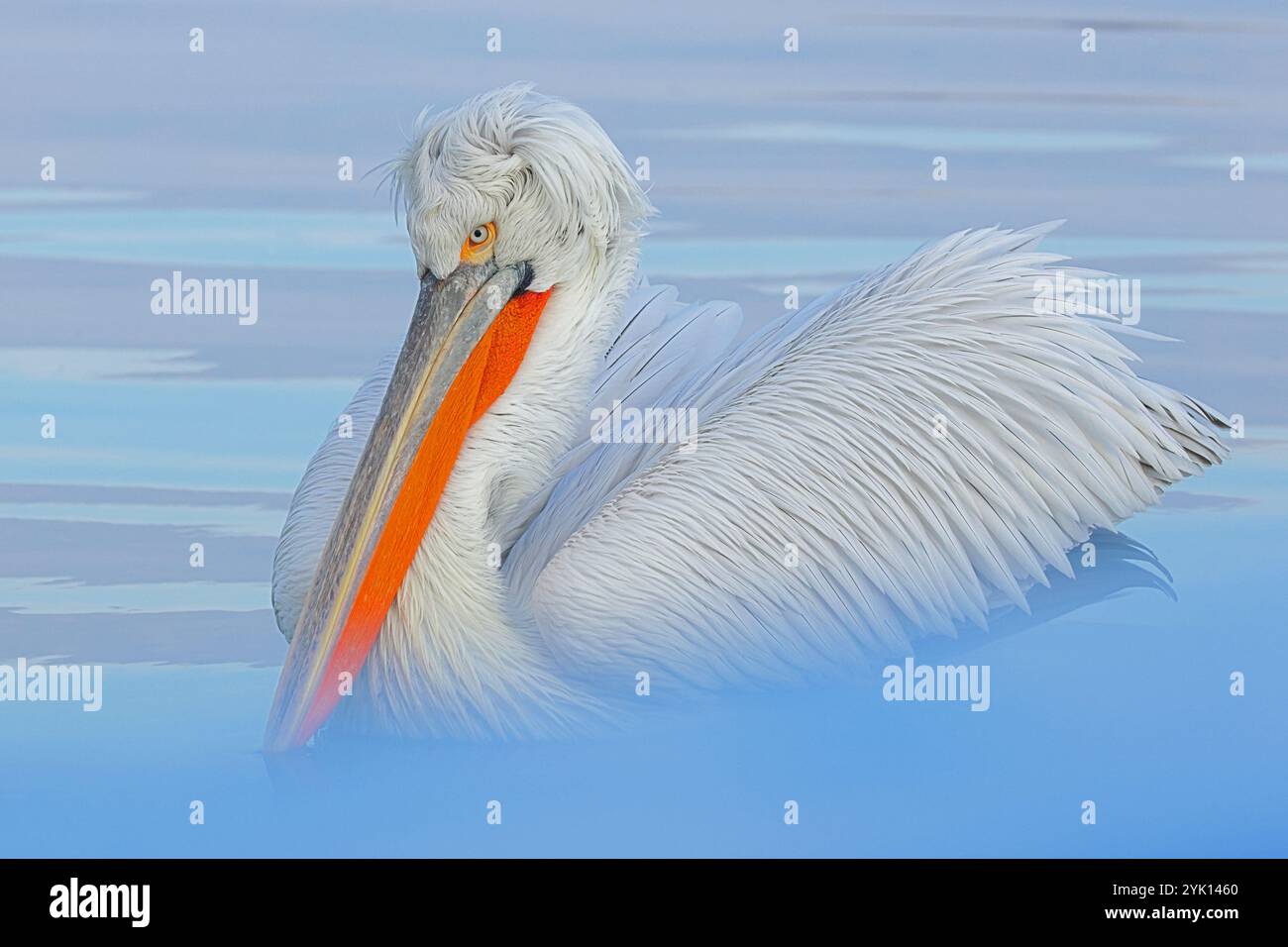 Erwachsener dalmatinischer Pelikan schwimmt auf dem See Kerkini in Griechenland Stockfoto