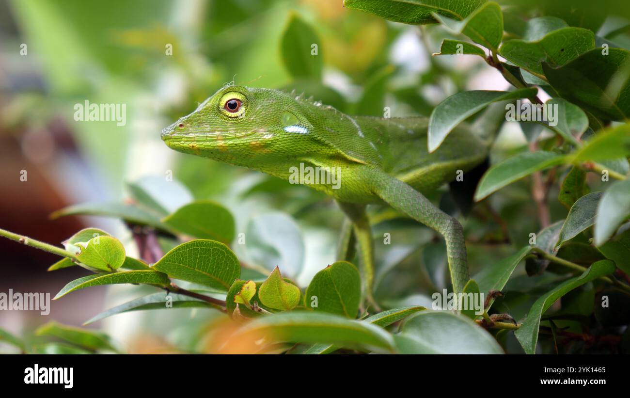 Grünes Chamäleon posiert ruhig auf einem Zweig und Blättern. Seine hellgrüne Körperfarbe macht es schwierig, zwischen dem dichten Laub zu erkennen. Stockfoto