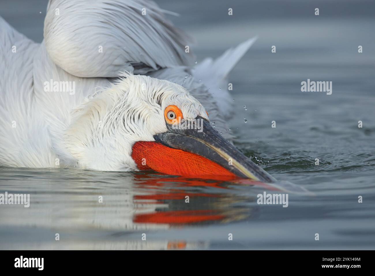 Adulter dalmatinischer Pelikan mit roter Tasche und orangenem Augenring Stockfoto
