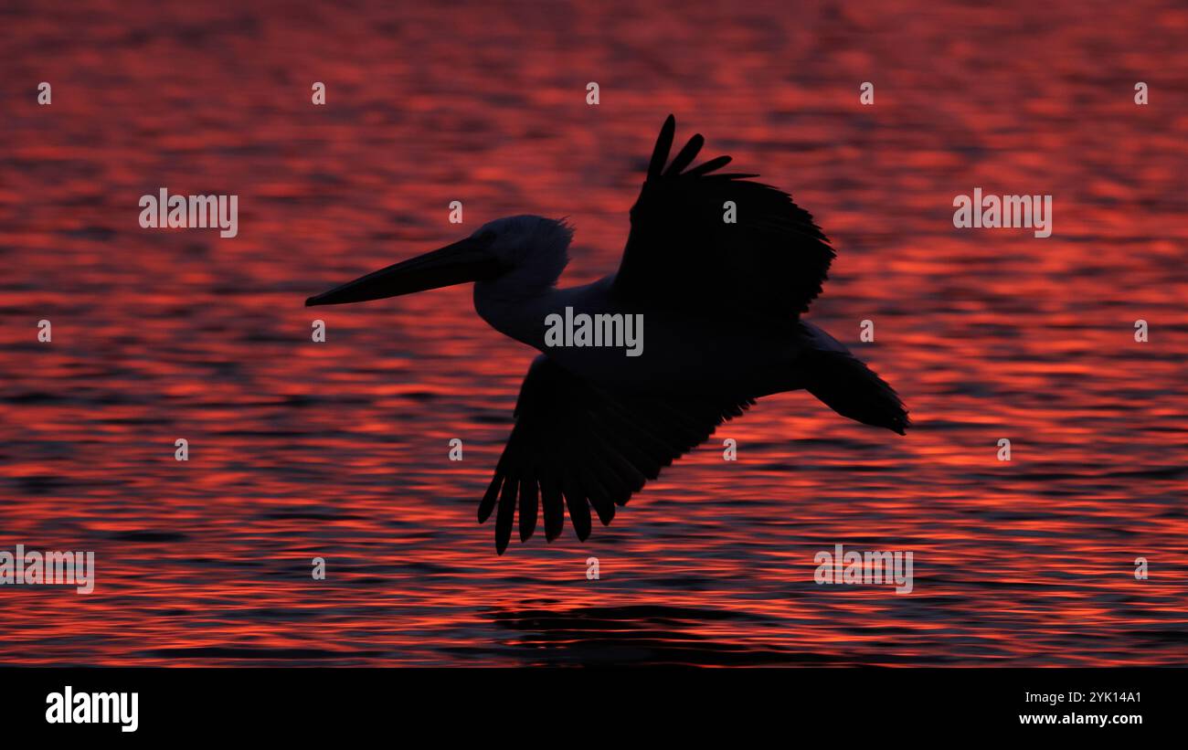 Silhouette eines fliegenden Pelikans, dalmatinischer Pelikan, über der roten Wasseroberfläche am frühen Morgen am Kerkini-See in Griechenland Stockfoto
