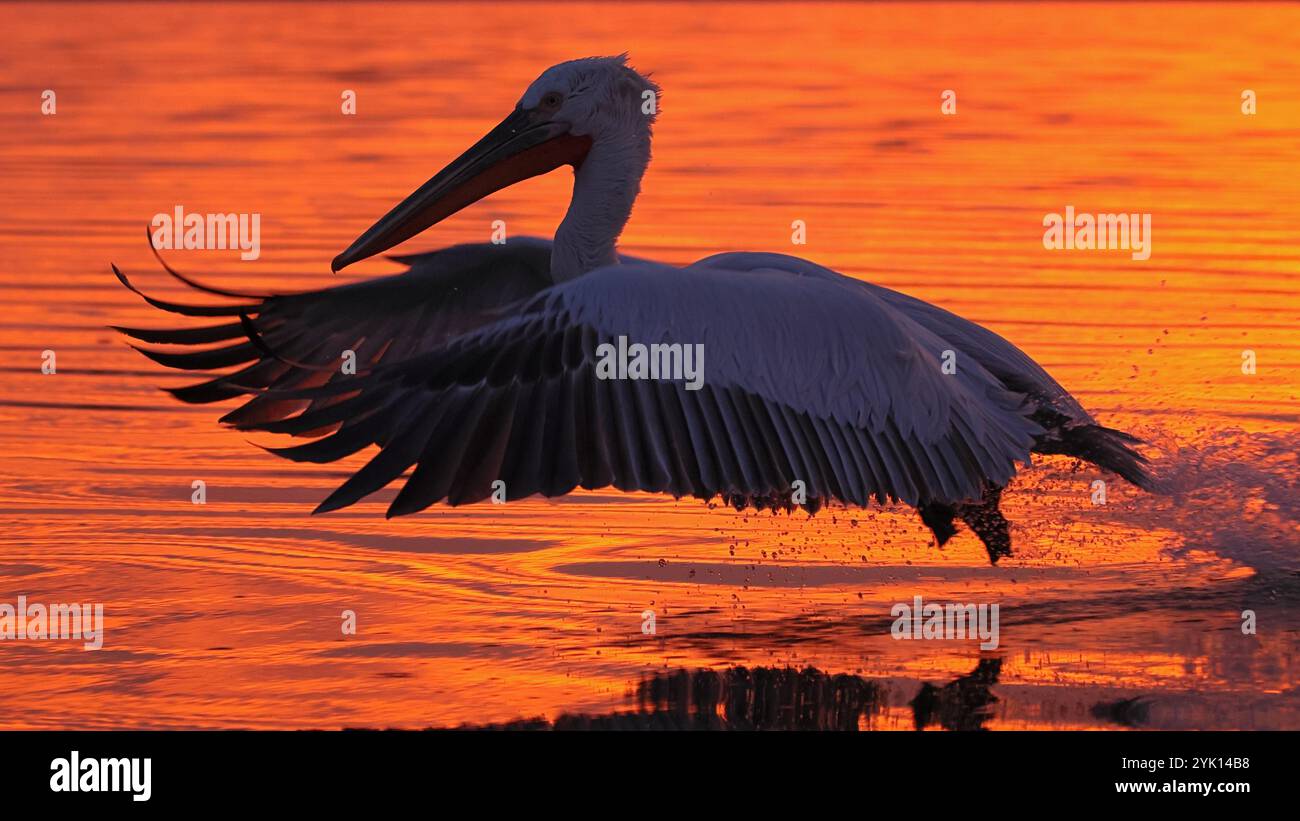 Auf dem See Kerkini in Griechenland beginnt ein adulter dalmatinischer Pelikan im orangefarbenen Morgenlicht Stockfoto