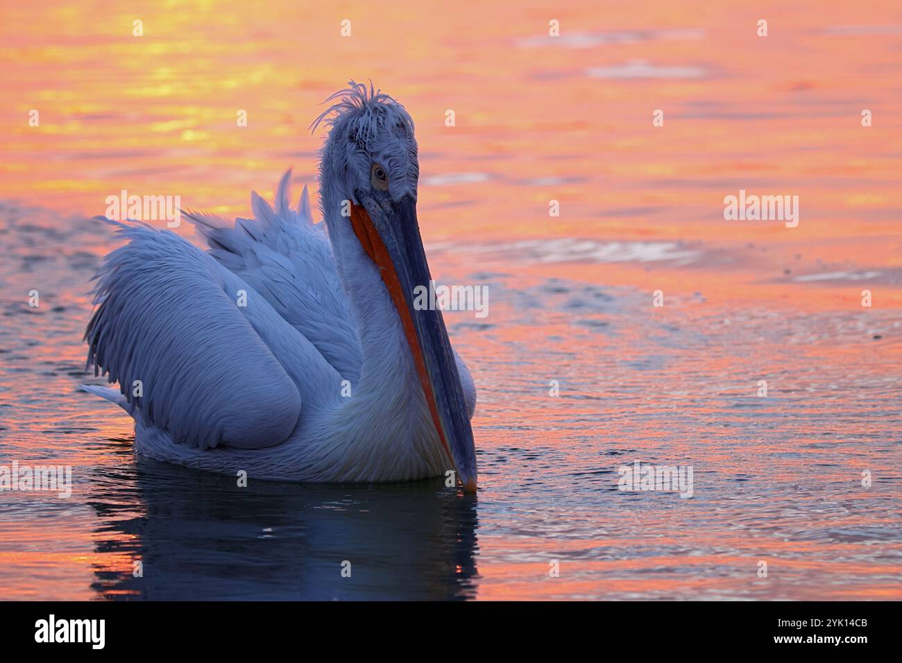 Am See Kerkini in Griechenland schwimmt morgens ein adulter dalmatinischer Pelikan auf orangefarbenem Wasser Stockfoto