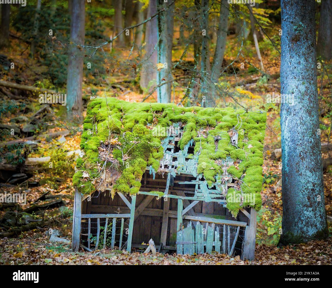Herbstlaub Vereinigte Staaten – farbenfrohe Landschaft mit Laubbäumen im Herbst Stockfoto