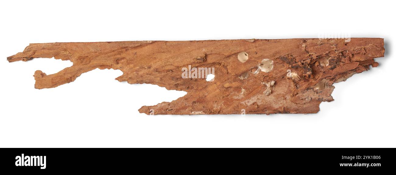Holzstück beschädigt durch Termiten und Verfall isolierter weißer Hintergrund, weiches Crumble und Pilzwachstum Stockfoto