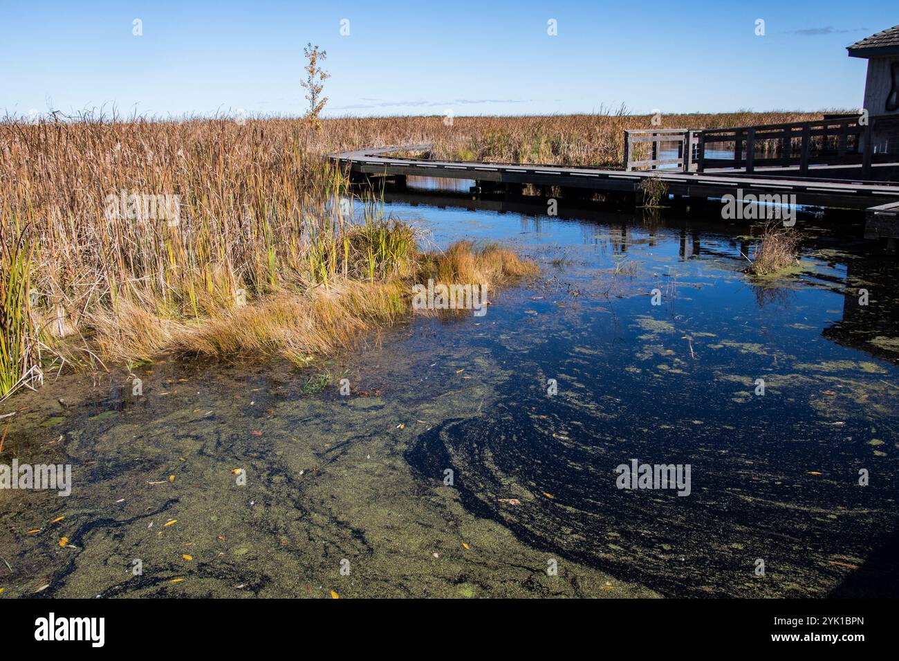 Marsh Board Walk im Point Pelee National Park in Leamington, Ontario, Kanada Stockfoto