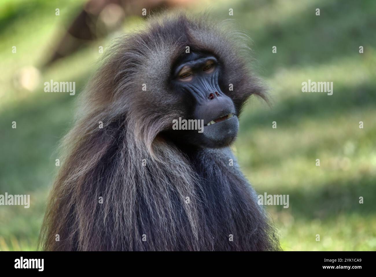 Gelada Pavian, Theropithecus gelada. Haarige, endemische terrestrische Primaten, Tierwelt aus der UNESCO-Stätte des Berges Simien in Äthiopien. Stockfoto