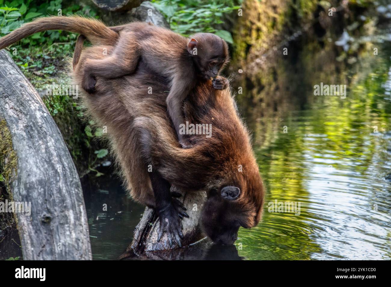 Baby-Pavian sitzt auf Mamas Rücken Stockfoto