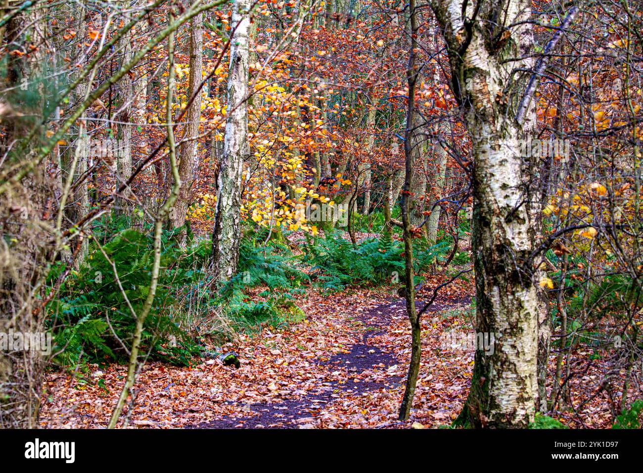 Dundee, Tayside, Schottland, Großbritannien. November 2024. Wetter in Großbritannien: Das kühle Herbstwetter mit starken Winden und Regen unterstreicht die Schönheit der Wälder des Dundee Clatto Country Parks in Schottland. Quelle: Dundee Photographics/Alamy Live News Stockfoto