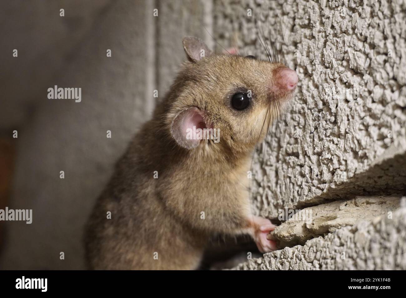 Nahaufnahme eines Dormaus im Gebäude Stockfoto