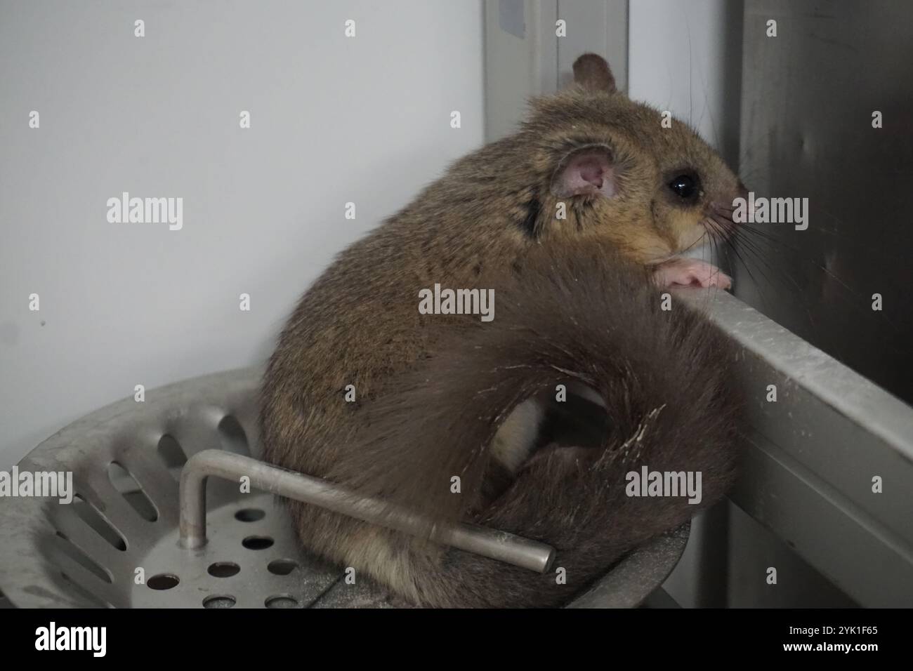 Nahaufnahme eines Dormaus im Gebäude, das aufwacht Stockfoto