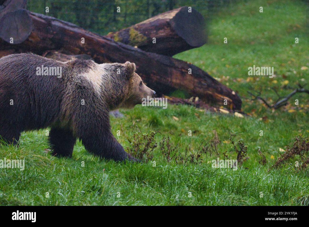 Braunbär (Ursus arctos) Bären werden oft als mächtige und majestätische Kreaturen angesehen, die Widerstandskraft und Tapferkeit verkörpern Stockfoto