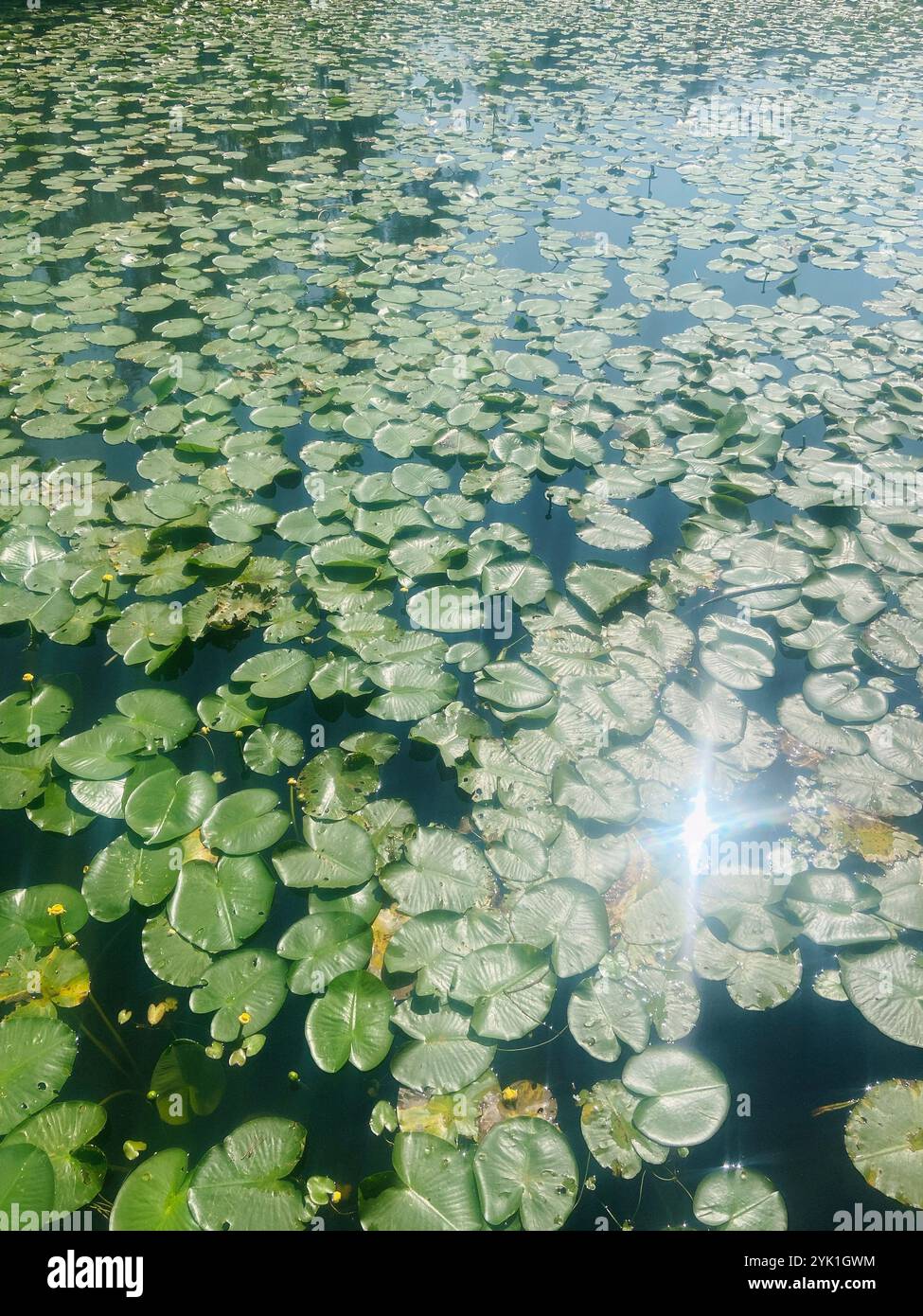 Lily Pad Teich - Smartphone-aufgenommenes Stockfoto
