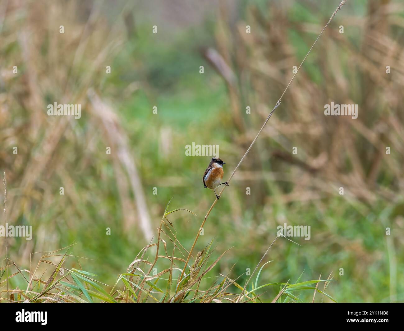 Männlicher Stonechat auf einem Rohr Stockfoto