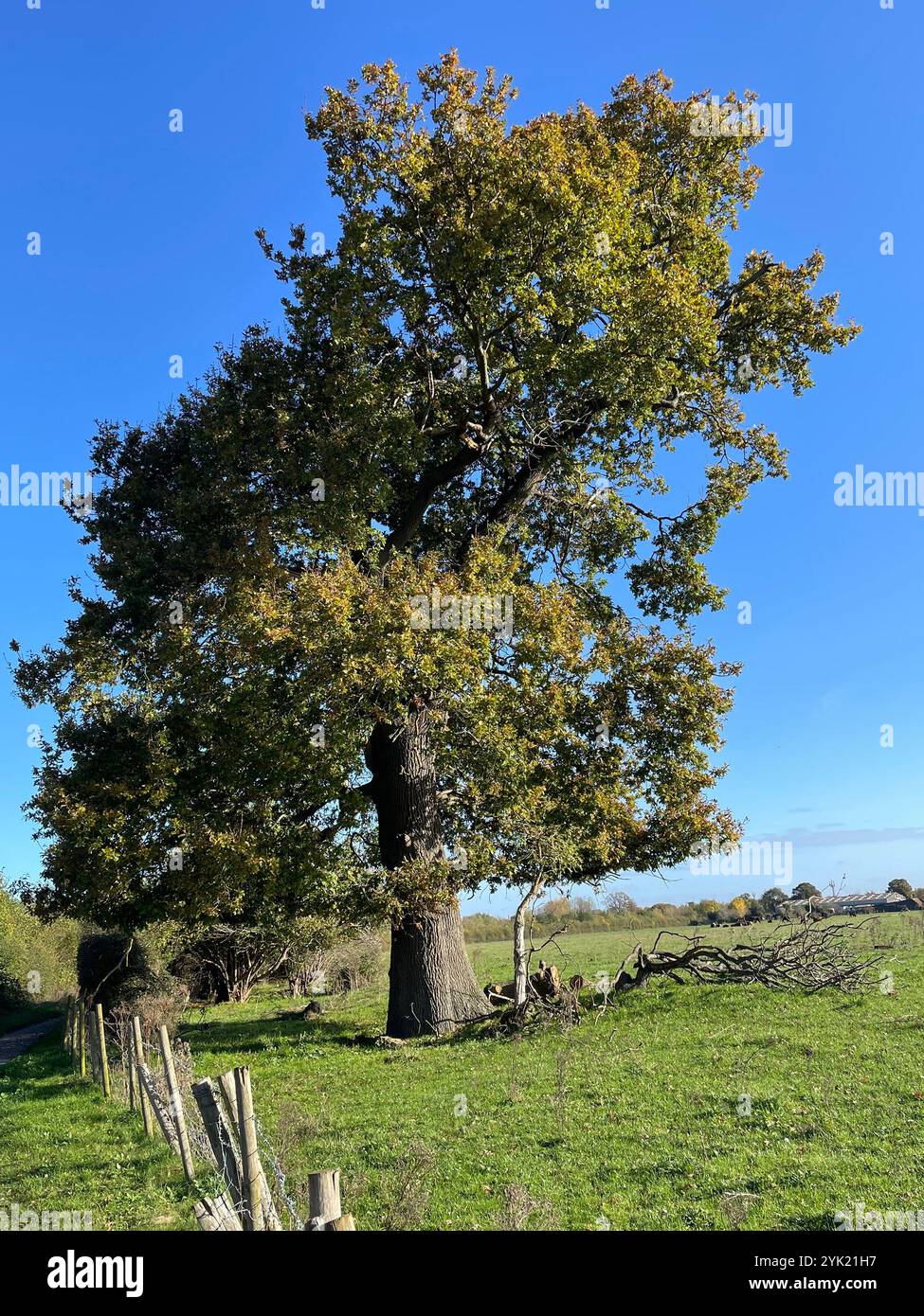 ENGLISCHE EICHE Quercus robur im Herbst. Foto: Tony Gale Stockfoto