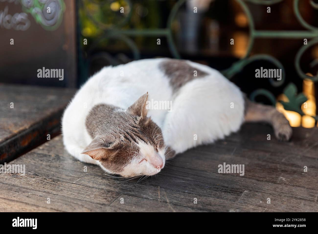 Eine weiße und graue Katze ist in einer Kugel auf einem Metallsockel eingerollt. Stockfoto